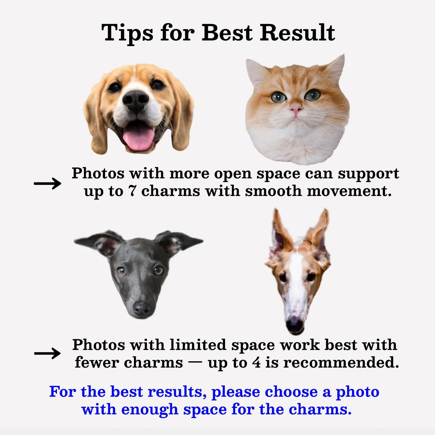 Tips for Best Result Pet Photo